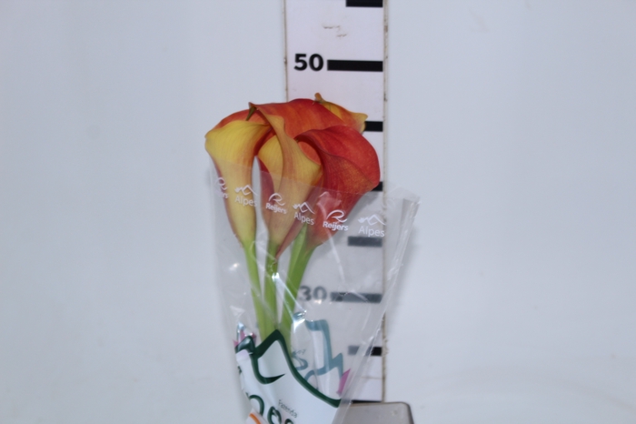 CALLAS ODEON 050 CM