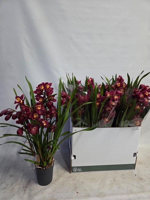 <h4>CYMB OVERIG</h4>