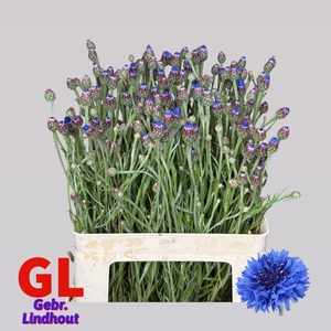 Centaurea Cyanus
