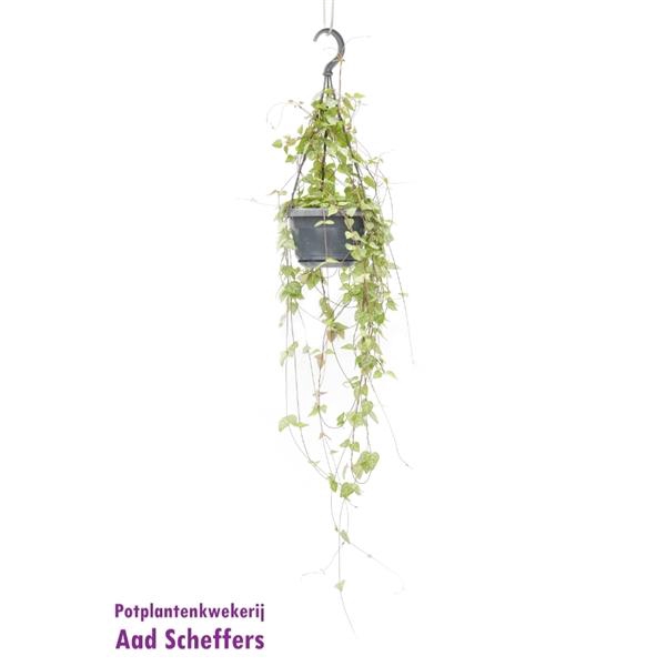 <h4>Ceropegia linearis 'Iris'</h4>