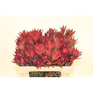 Leucadendron Blush Spray Flora United