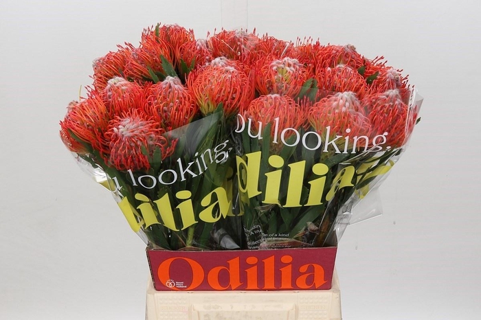 <h4>LEUCO CO TANGO</h4>