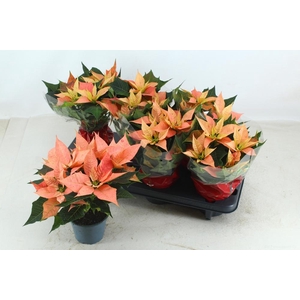 EUPHOR PULCHERRIM OV