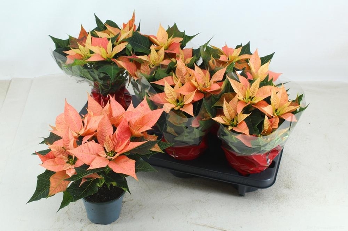 <h4>EUPHOR PULCHERRIM OV</h4>