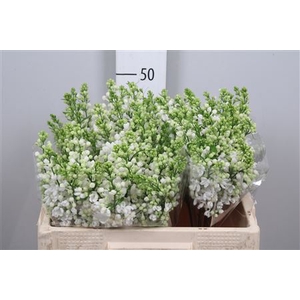 Syr Vu White Wonder 4 Kop