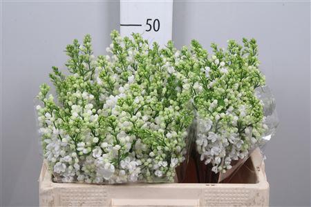 <h4>Syr Vu White Wonder 2 Kop</h4>