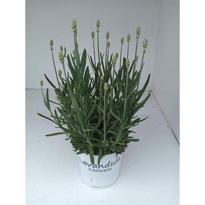 LAVANDULA EDELWEISS P12