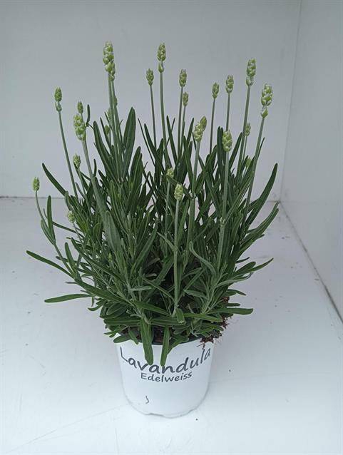 <h4>LAVANDULA EDELWEISS P12</h4>