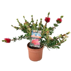Callistemon Citrinus 'Splendens' Laevis