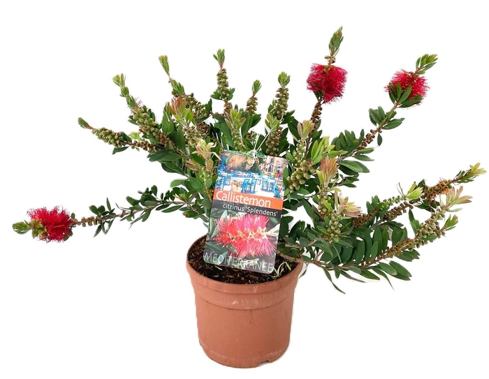 <h4>Callistemon Citrinus 'Splendens' Laevis</h4>