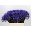 Agapanthus Dr Brouwer