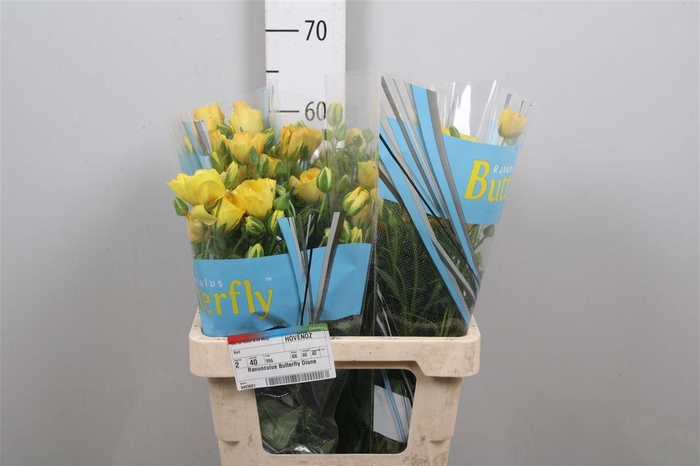 <h4>Ran Butterfly Dione</h4>