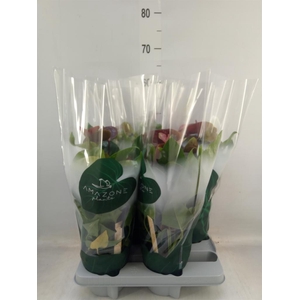 Anthurium andr. 'Essencia'