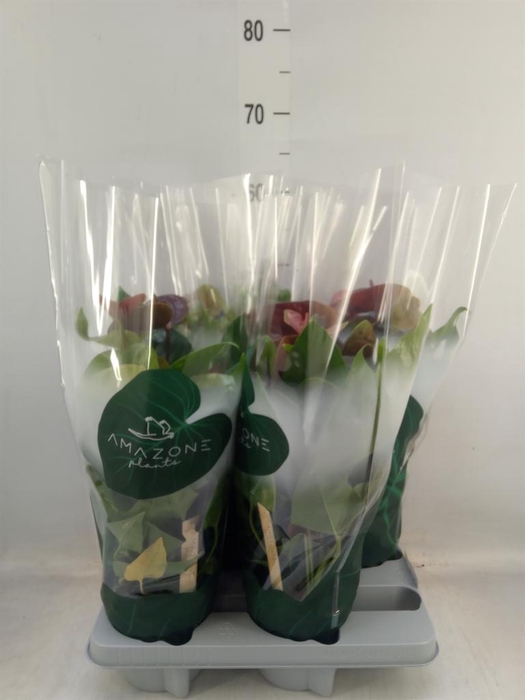 <h4>Anthurium andr. 'Essencia'</h4>