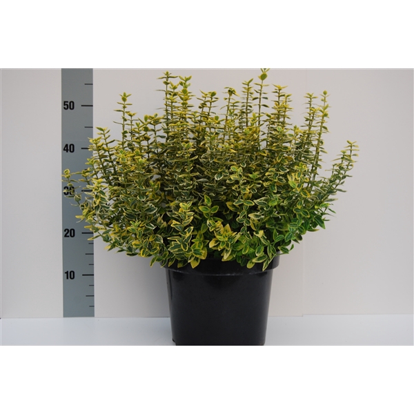 <h4>Euonymus Emerald Gold</h4>