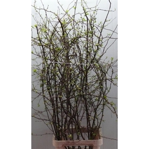 Chaenomeles Superba White 160 180cm P Stem X10