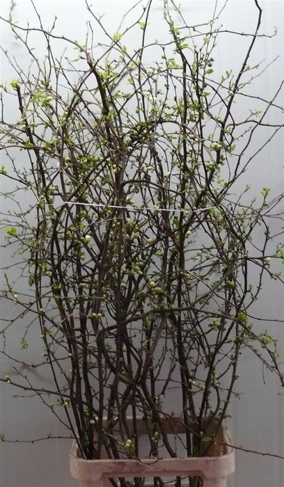 <h4>Chaenomeles Superba White 160 180cm P Stem X10</h4>