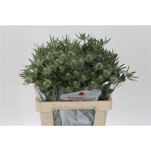 Eryngium Mag White Lagoon