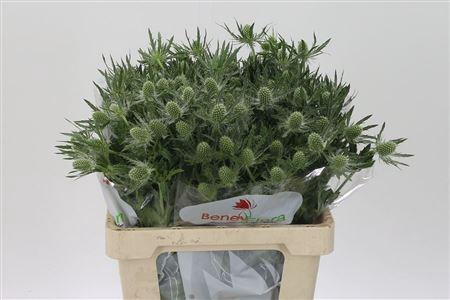<h4>Eryngium Mag White Lagoon</h4>