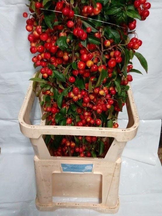 <h4>Malus Red Sentinel</h4>