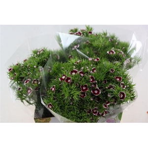 Di Barb Breanthus Roi Bicolor Red White