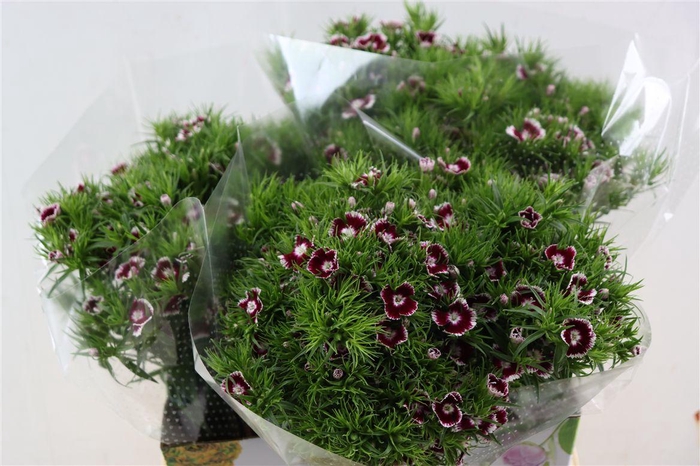 <h4>Di Barb Breanthus Roi Bicolor Red White</h4>