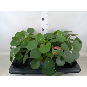 Pilea peperomoides