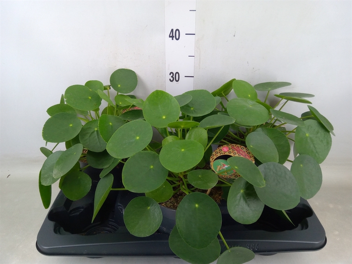 <h4>Pilea peperomoides</h4>