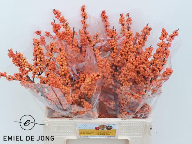 <h4>Ilex Ve Winter Gold</h4>