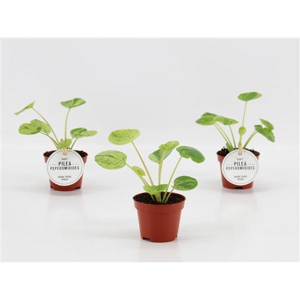 <h4>Pilea overig</h4>