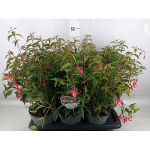 Fuchsia  'Madame Cornelissen'