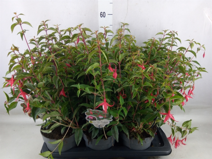 <h4>Fuchsia  'Madame Cornelissen'</h4>