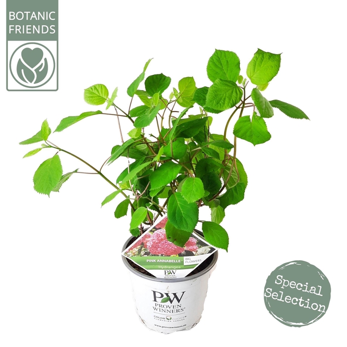<h4>Hydrangea arborescens Annabelle</h4>
