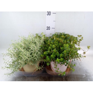 Arr.   Kamerplant Groen L%