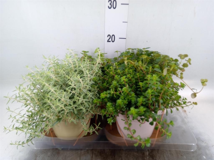 <h4>Arr.   Kamerplant Groen L%</h4>