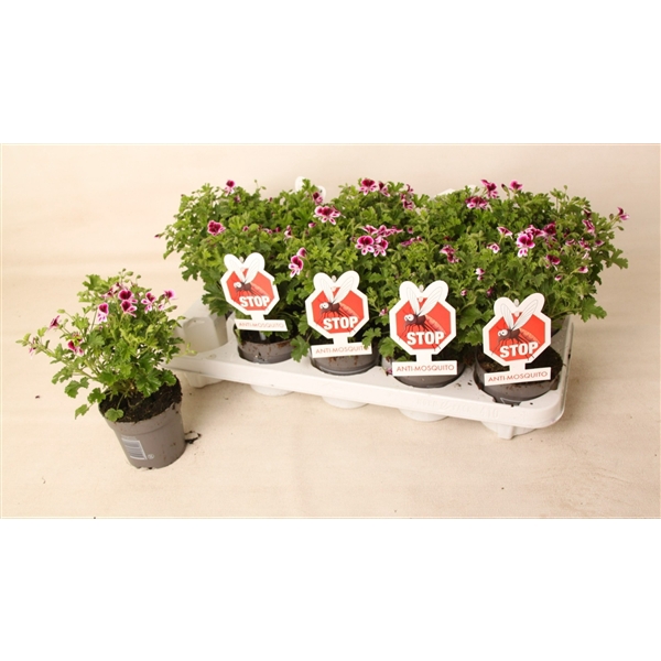 <h4>Pelargonium 'Eva' Anti-Mosquito</h4>