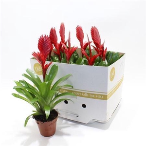 ** Vries Christiane * Spring Deal **