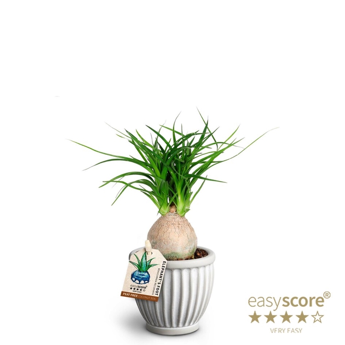 BEAUCARNEA RECURVATA p7