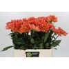 Dahlia Dr Phil