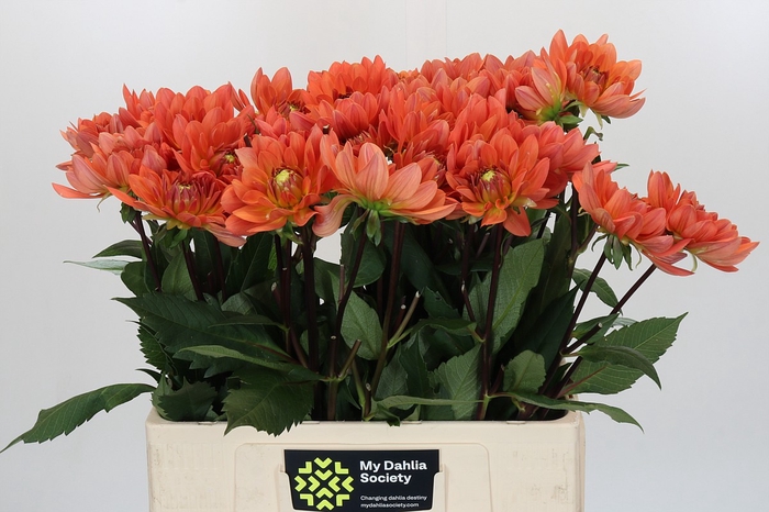 <h4>Dahlia Dr Phil</h4>