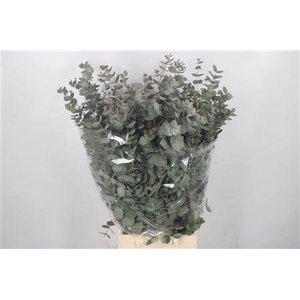 Euc Cin Per Bunch 300 Gram Toscane