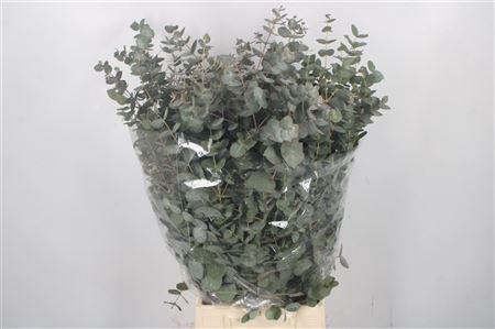 <h4>Euc Cin Per Bunch 300 Gram Toscane</h4>