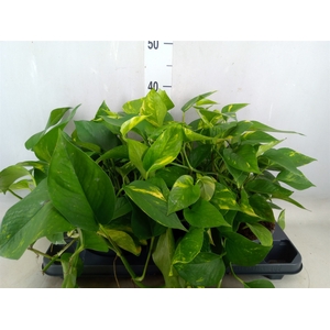 Epipremnum pinn. 'Aureum'
