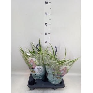 Chlorophytum com. 'Vittatum'