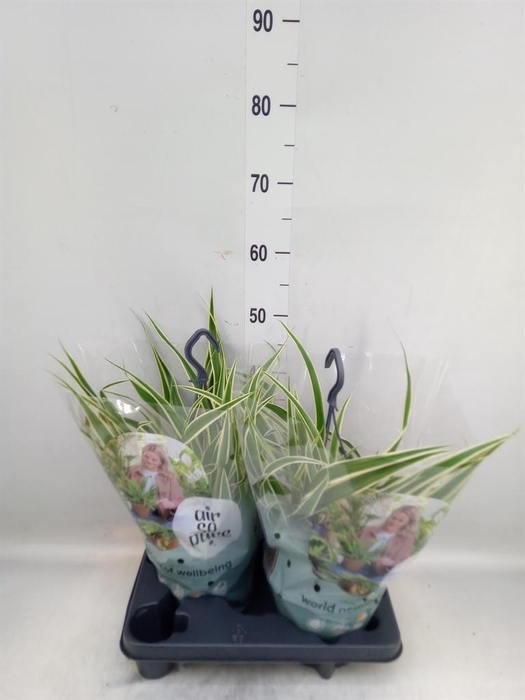 <h4>Chlorophytum com. 'Vittatum'</h4>