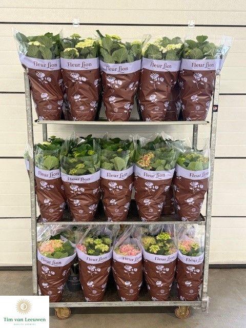 <h4>HYDR M MIXK</h4>