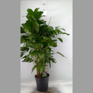 Caryota mitis