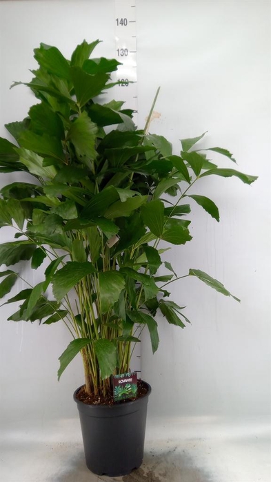 <h4>Caryota mitis</h4>
