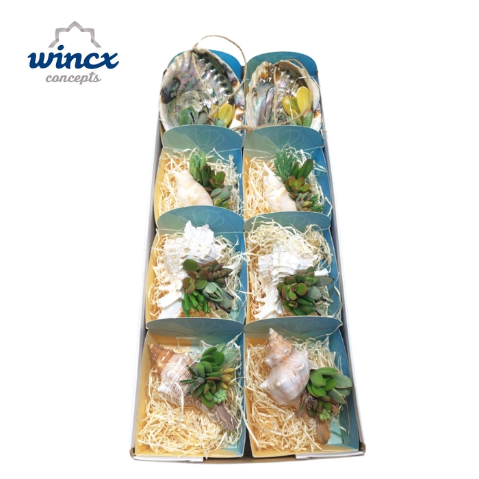 <h4>Concepts® - Uniqueshells Mix (xl) Concepts®</h4>