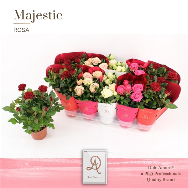 <h4>Potroos Valencia Mix P12 Dolc'Amore Majestic</h4>